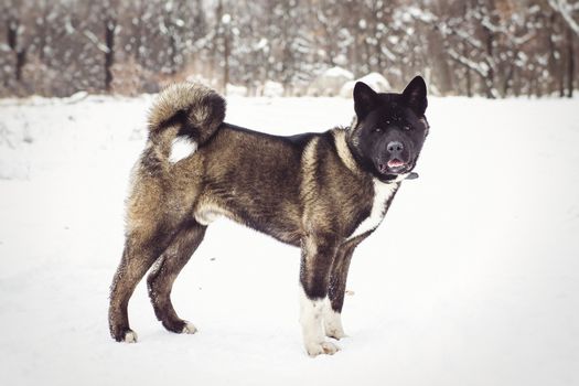 Alaskan Malamute dark color in the natural environment walking in the snow