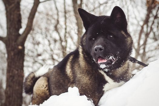 Alaskan Malamute dark color in the natural environment walking in the snow