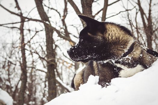 Alaskan Malamute dark color in the natural environment walking in the snow