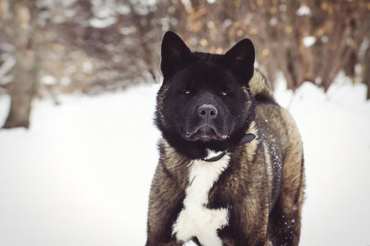 Alaskan Malamute dark color in the natural environment walking in the snow