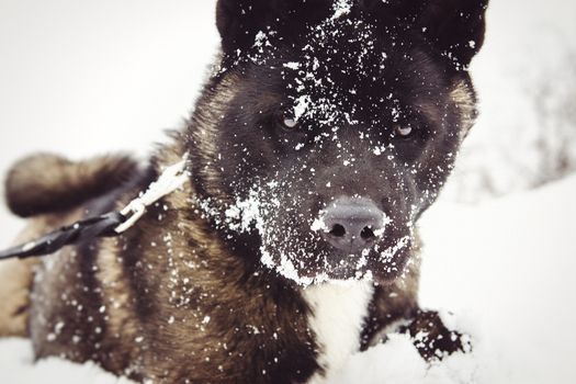 Alaskan Malamute dark color in the natural environment walking in the snow