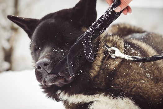 Alaskan Malamute dark color in the natural environment walking in the snow