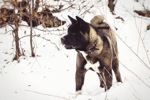 Alaskan Malamute dark color in the natural environment walking in the snow