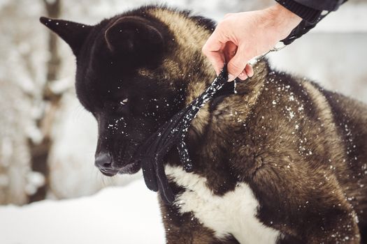 Alaskan Malamute dark color in the natural environment walking in the snow