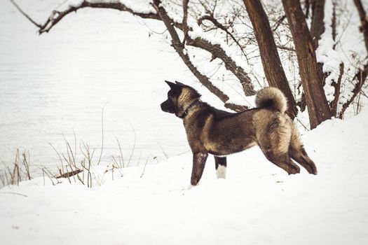 Alaskan Malamute dark color in the natural environment walking in the snow