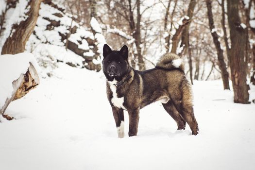 Alaskan Malamute dark color in the natural environment walking in the snow