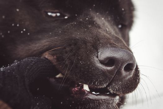 Alaskan Malamute dark color in the natural environment walking in the snow