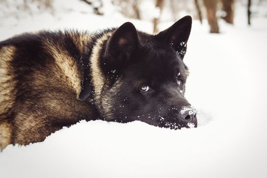 Alaskan Malamute dark color in the natural environment walking in the snow