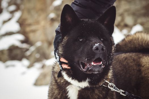 Alaskan Malamute dark color in the natural environment walking in the snow