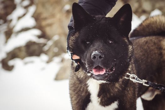 Alaskan Malamute dark color in the natural environment walking in the snow