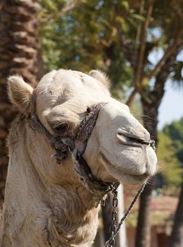 Head of a local egyptian dromedary camel with harness on