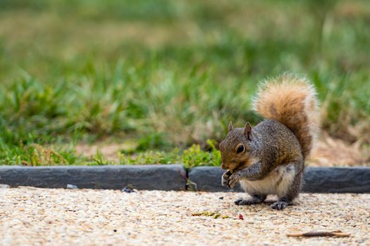 A squirrel in a park at Capitol Hill Grounds