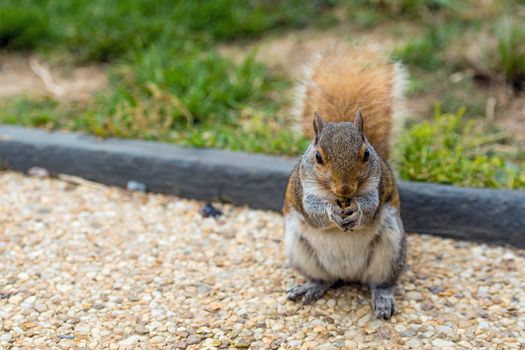 A squirrel in a park at Capitol Hill Grounds