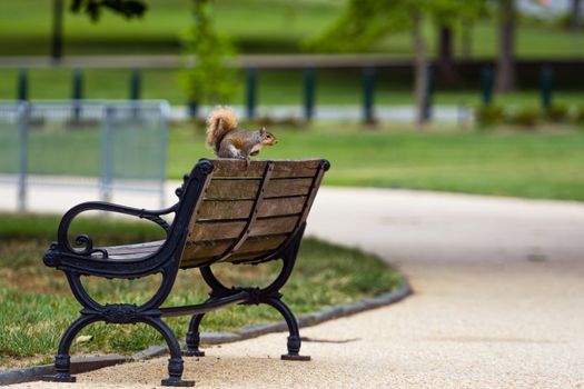 Nosy brown squirrel sitting on the edge of athe bench