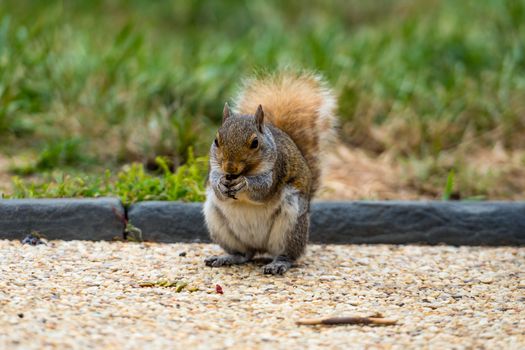 A squirrel in a park at Capitol Hill Grounds