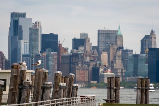 Seagulls at the Old Ferry Dock on Liberty Island near New York City, USA - Image