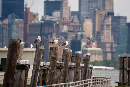 Seagulls at the Old Ferry Dock on Liberty Island near New York City, USA - Image