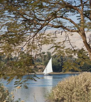 Traditional egyptian sailing felluca cruising on the River Nile framed by trees