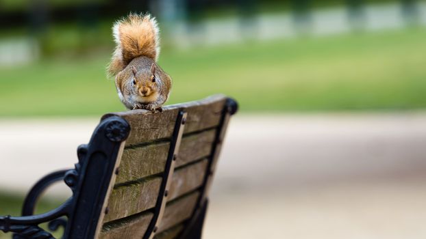 Nosy brown squirrel sitting on the edge of athe bench