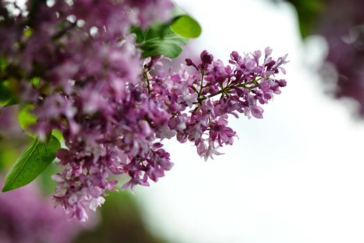 Selective focus close-up abstract photography. Lilac blooms in the garden.