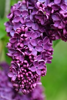 Selective focus close-up abstract photography. Lilac blooms in the garden.