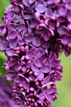 Selective focus close-up abstract photography. Lilac blooms in the garden.