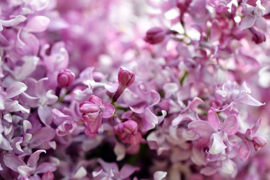 Selective focus close-up abstract photography. Lilac blooms in the garden.