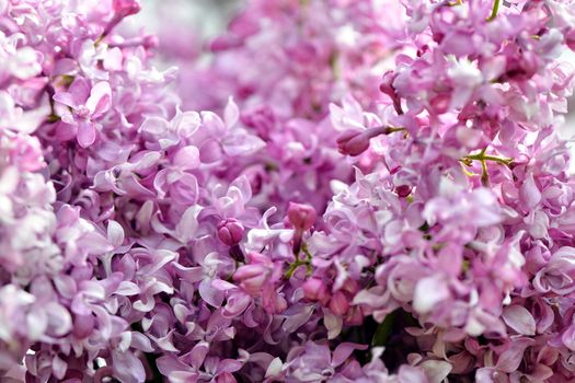 Selective focus close-up abstract photography. Lilac blooms in the garden.