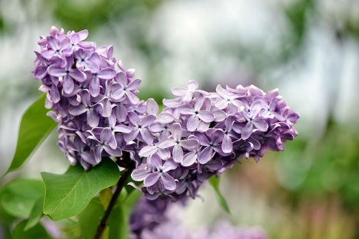 Selective focus close-up abstract photography. Lilac blooms in the garden.