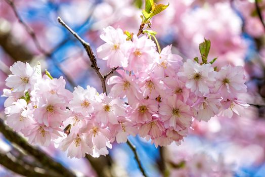 Selective focus close-up photography. Beautiful cherry blossom sakura in spring time over blue sky.