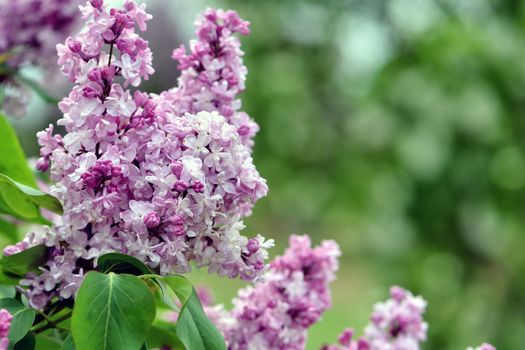 Selective focus close-up abstract photography. Lilac blooms in the garden.