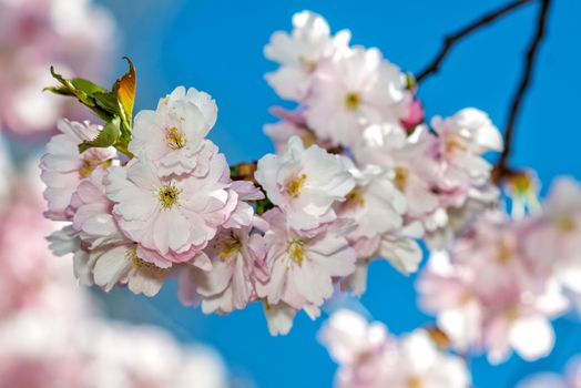 Selective focus close-up photography. Beautiful cherry blossom sakura in spring time over blue sky.