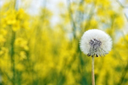 Selective focus close-up photography. It is flowering dandelion with white fuzz growing canola field.