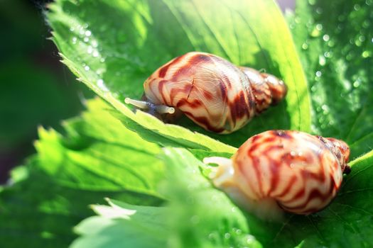 Two snails are sitting on a leaf of strawberry on a sunny day. Gastropods crawl along the dew