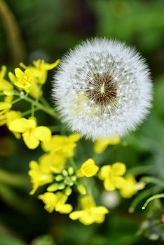 Selective focus close-up photography. It is flowering dandelion with white fuzz growing canola field.