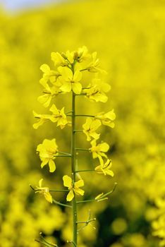 Selective focus close-up photography. With beautiful yellow flowers blooming rapeseed field.
