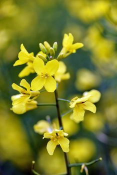 Selective focus close-up photography. With beautiful yellow flowers blooming rapeseed field.