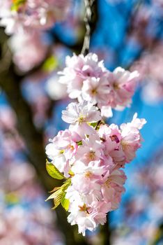 Selective focus close-up photography. Beautiful cherry blossom sakura in spring time over blue sky.