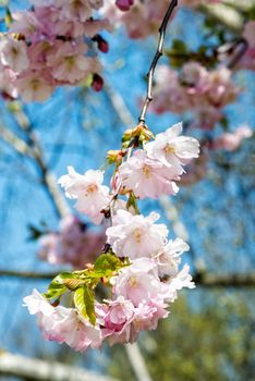 Selective focus close-up photography. Beautiful cherry blossom sakura in spring time over blue sky.