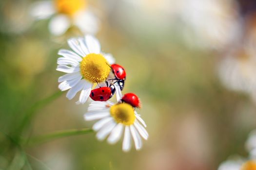 Three red ladybugs are sitting on a camomile. Tender summer natural still life for postcards