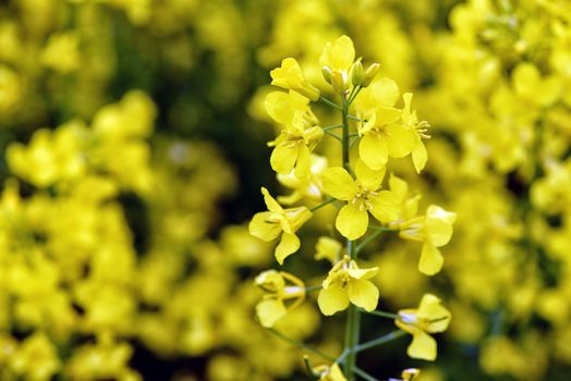 Selective focus close-up photography. With beautiful yellow flowers blooming rapeseed field.