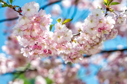 Selective focus close-up photography. Beautiful cherry blossom sakura in spring time over blue sky.