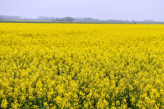 With beautiful yellow flowers blooming rapeseed field.