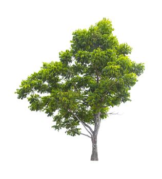 Beautiful green tree isolated on white background.