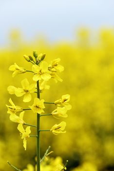 Selective focus close-up photography. With beautiful yellow flowers blooming rapeseed field.