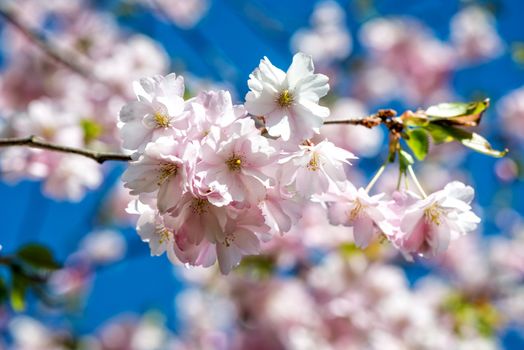 Selective focus close-up photography. Beautiful cherry blossom sakura in spring time over blue sky.