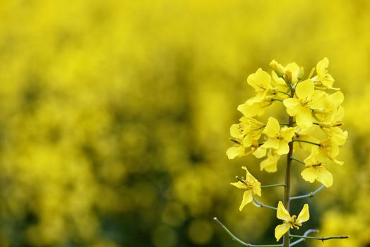 Selective focus close-up photography. With beautiful yellow flowers blooming rapeseed field.