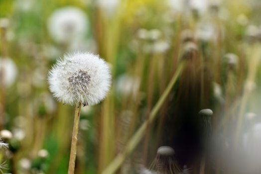 Selective focus close-up photography. It is flowering dandelion with white fuzz growing canola field.