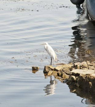 Little egret stood at the edge of a river with reflection