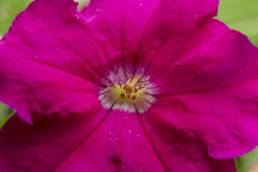 Closeup of pink Petunia flower with Stigma pistillum and Anther androecium. Flower in nature.